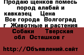 Продаю щенков помесь пород алабай и кавказец. › Цена ­ 1 500 - Все города, Волгоград г. Животные и растения » Собаки   . Тверская обл.,Осташков г.